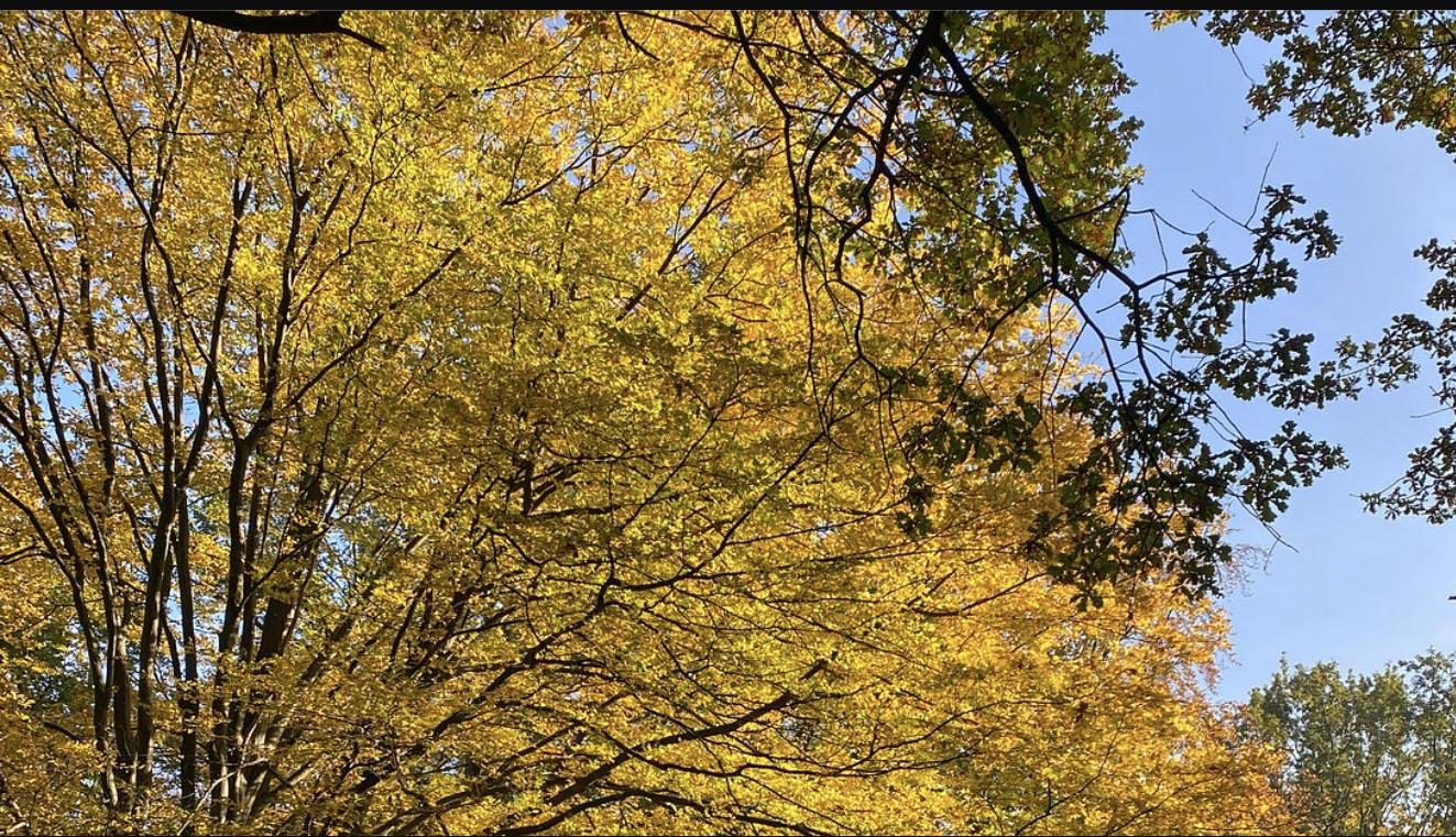 Golden autumn tree canopy against a blue sky